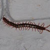 Croach Pest Control image 6