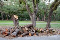 Visalia Tree Removal Pros. image 2