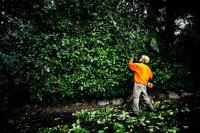 Visalia Tree Removal Pros. image 4