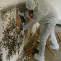 Mold Removal Rochester image 2