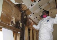Mold Removal Rochester image 3