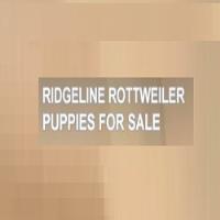Ridgeline Rottweiler image 1