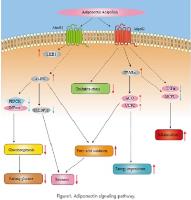 how to increase adiponectin image 1