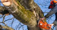 Pro Tree Service image 2