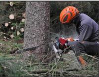 Pittsburgh Tree Service Pros image 2