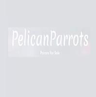 Pelican parrots image 1