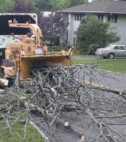 Kansas City Tree Removal Company image 4