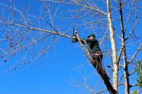 Pat's Tree Service, LLC image 2