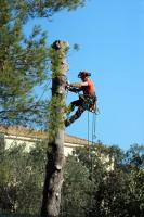 Pat's Tree Service, LLC image 3