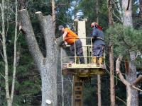 Tree Services SLC image 10
