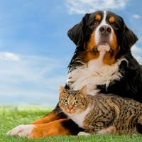 My Love Fur Paws Pet Care image 4