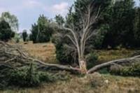 Prescott Tree Service image 1