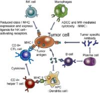 anti cancer immunity image 1