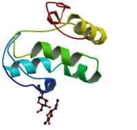 wnt1 protein image 1