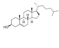 cholesterol conjugated sirna image 1