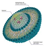 liposome sirna image 1