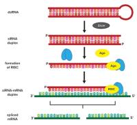 buy sirna image 1