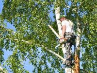 Richland Tree Service image 1