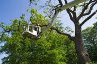 Brookfield Tree Service image 3