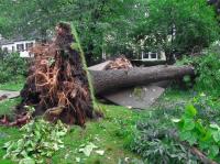Woody's Erie Pa Tree Service image 10