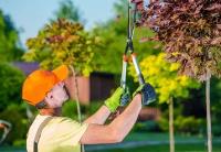 Pro Clearwater Tree Service image 4