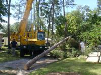 USA Tree Service, LLC image 12
