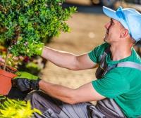 Clipper Tree Service of Orland Park image 4