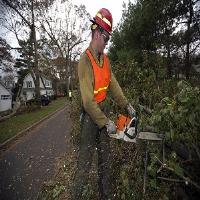 Stockton Tree Services image 1