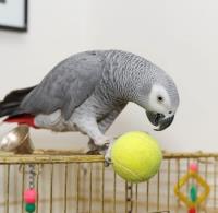 Tame And Talking African Grey Parrot For Sale image 1
