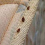 A1 Bed Bug Exterminator Portland image 3