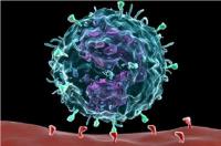 Cytomegalovirus Antigens image 1