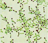 Corynebacterium Diphtheriae Antigens image 1