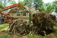 Holden’s High Timber Tree Service image 3