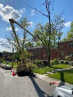 Cincinnati Tree Removal image 9