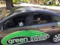 Green Sweep image 9