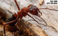 Beaverton Ant Solutions image 5