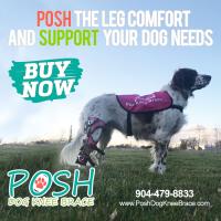 Posh Dog Knee Brace image 1