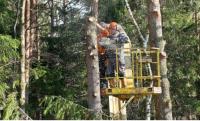 Mcallen Tree Service image 5