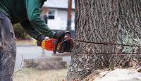 Tree Trimmers Fort Worth image 2