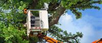 Tree Trimmers Fort Worth image 3