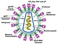 HIV Antigens image 1