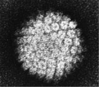 Human Papillomvirus Antigens image 1