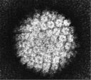 Human Papillomvirus Antigens logo