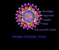 Herpes Simplex Virus Antigens image 1