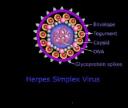 Herpes Simplex Virus Antigens logo