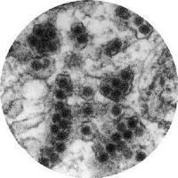 Japanese Encephalitis Virus Antigens image 1