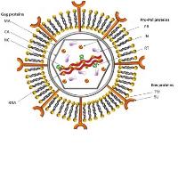 Leukemia Virus Antigens image 1