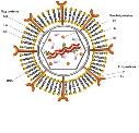 Leukemia Virus Antigens logo