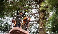 Stockton Tree Service Experts image 3