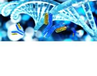 antibody sirna conjugate image 1